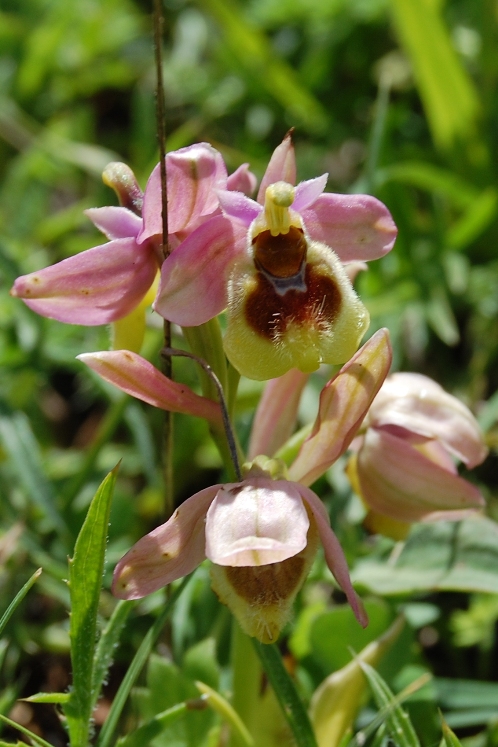 Passeggiata orchidologica al Bosco della Ficuzza